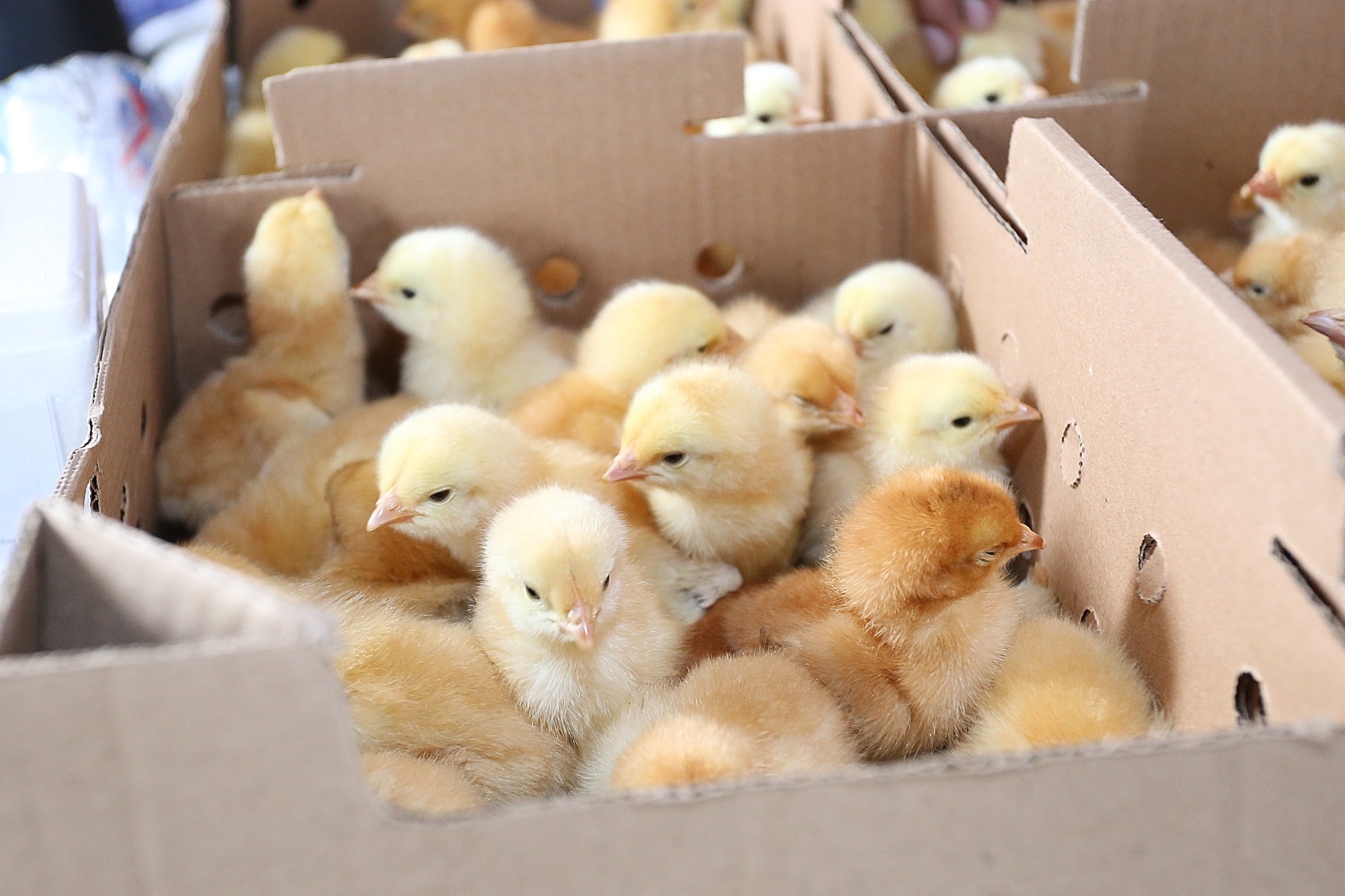 SAJ: Prefeitura, através da Secretaria de Agricultura (SEAGRI), realizou entrega de 600 filhotes e kits de galinhas de postura