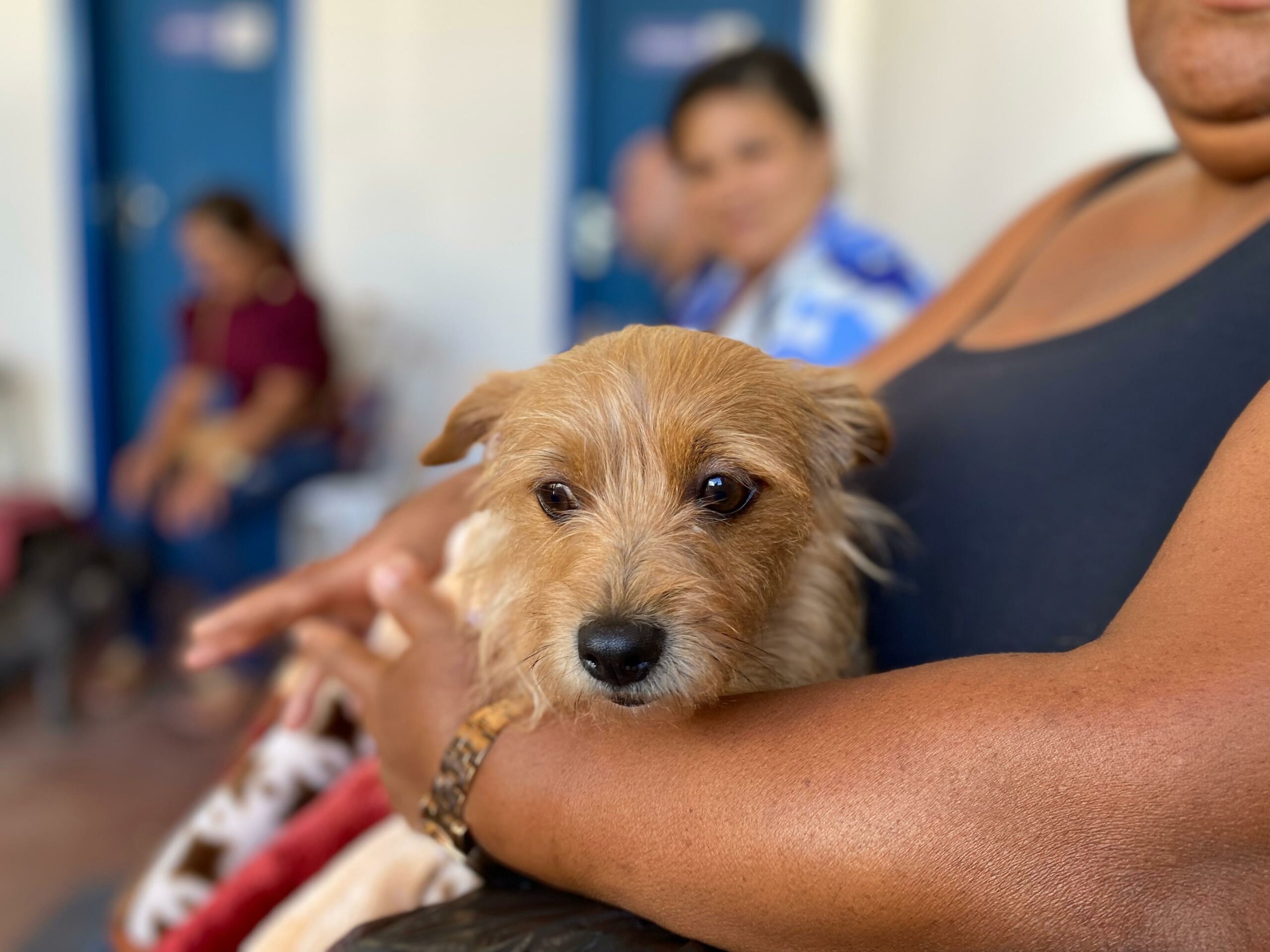 SAJ: Prefeitura, por meio da Secretaria de Saúde (SMS), realizou  gratuitamente 2ª etapa da castração de gatos e cães