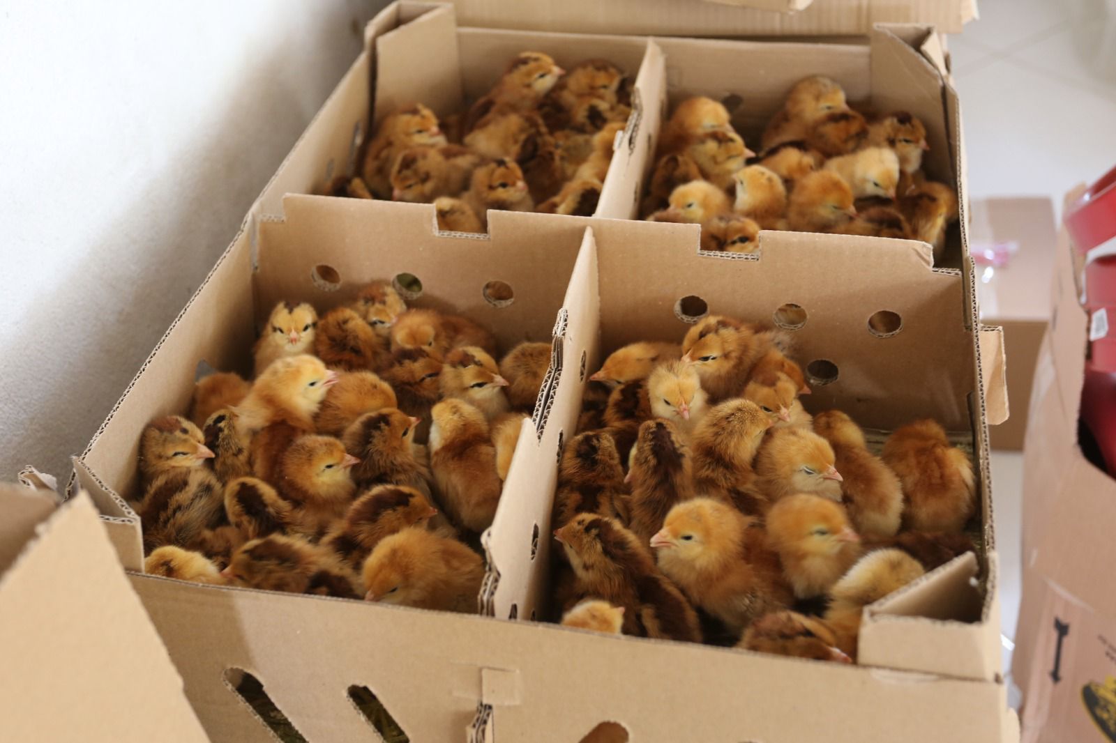 SAJ: Prefeitura, através da Secretaria de Agricultura (SEAGRI), realizou a entrega de 600 filhotes e kits de galinhas de postura